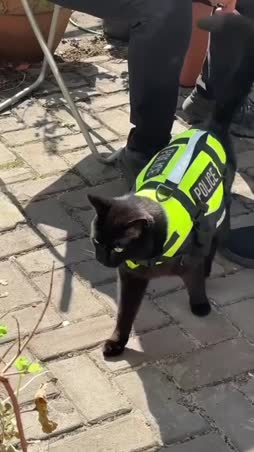 Poliisi kissa 🐱