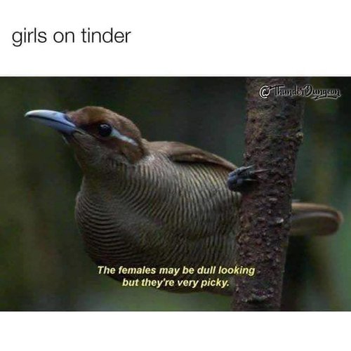 tinder