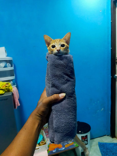 PURRITO