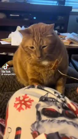 Haisee paskalta t. kisse