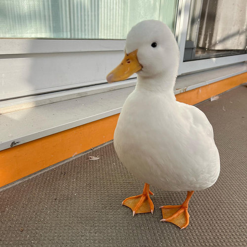 DuckDuckGo