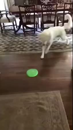 Taikurikoira hämmästyy itsekin