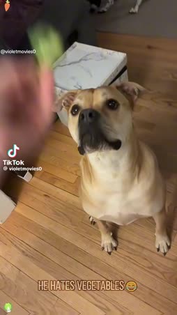 Koira ei ole vegaani vaikka sinä oletkin