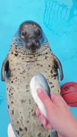 rasvapötkylä syö kalan