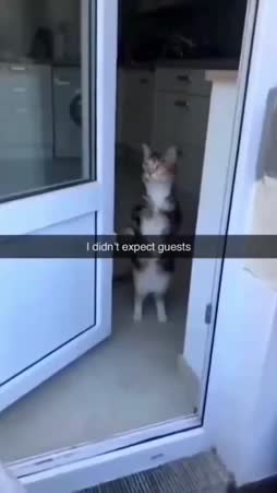 en odottanut vieraita