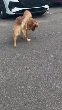 heimosenkeimo ja koire