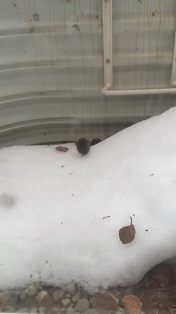 heimosenkeimon fämily meettting